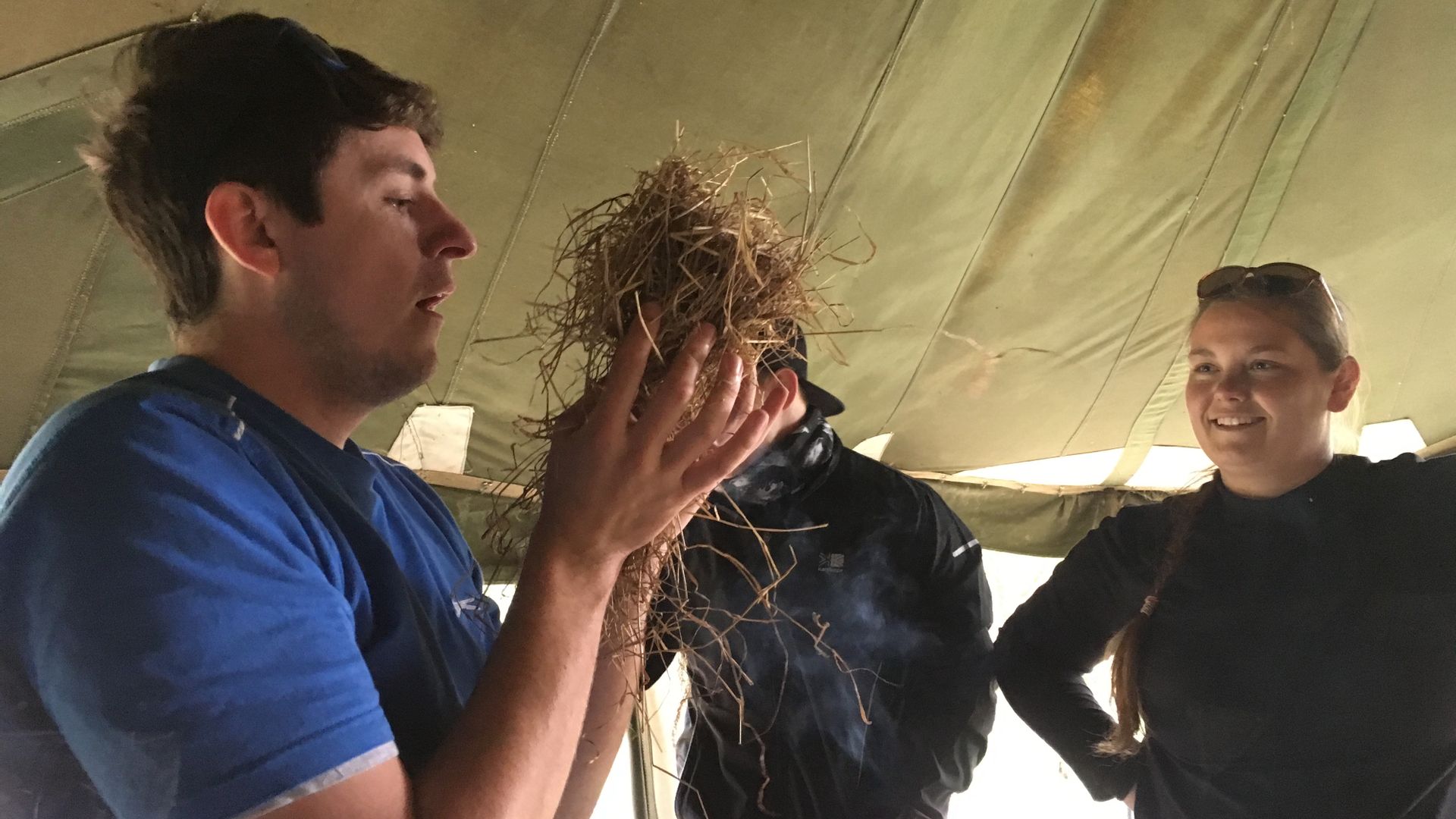 Blowing air into birds nest