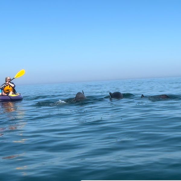 Sea kayaking with Dolphin