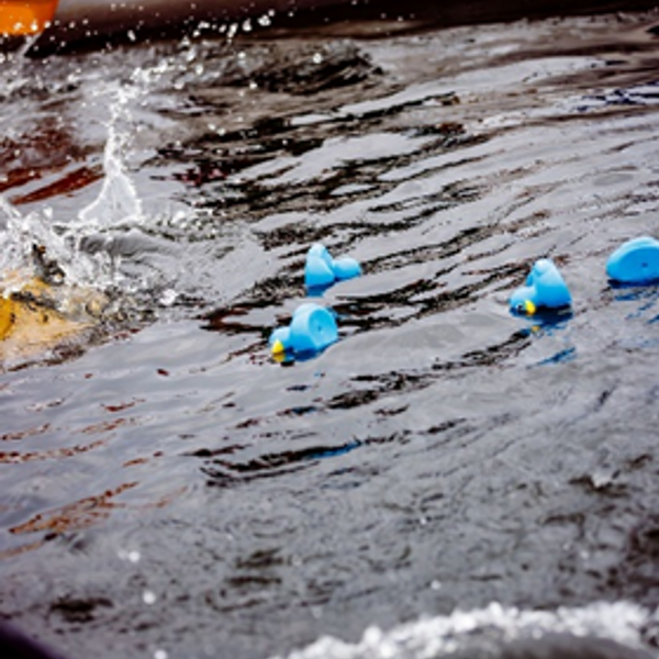 Ducks in the water
