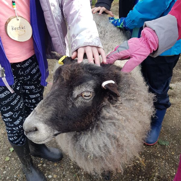Sheep with children.jpg