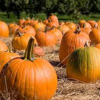 pumpkin2.jpg