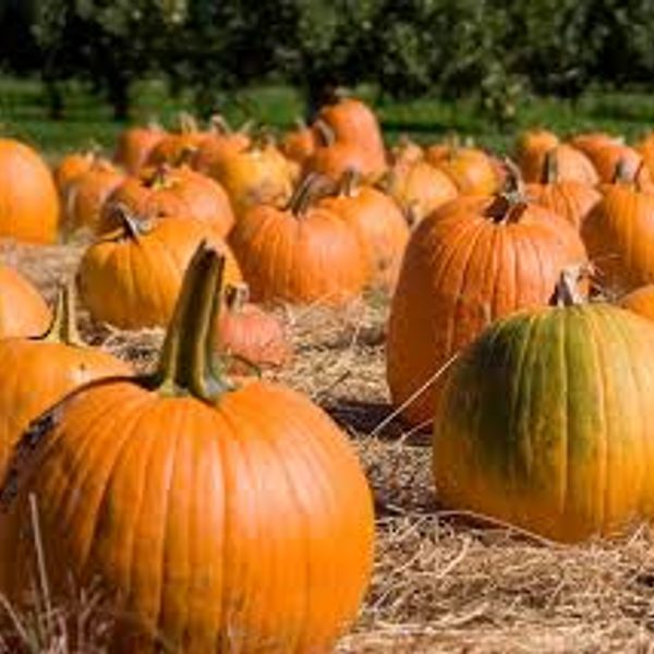 pumpkin2.jpg