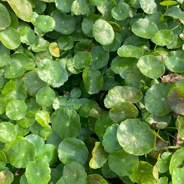 pennywort.jpg