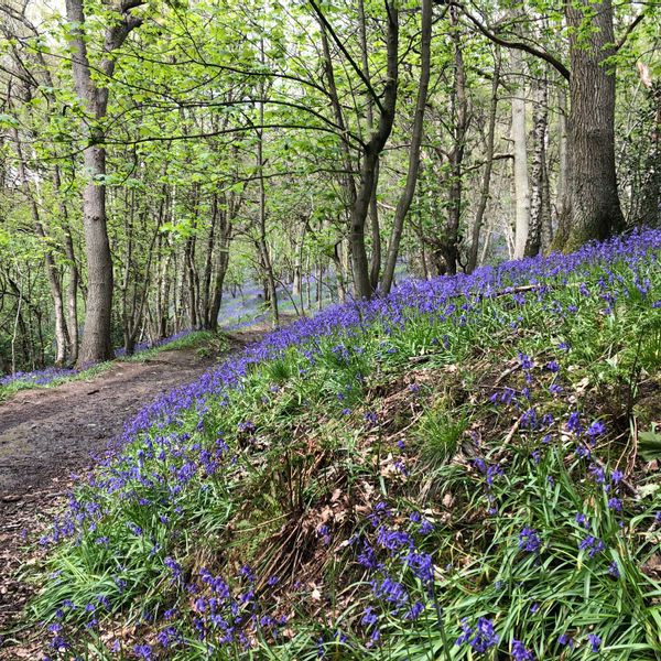 Bluebells May.jpeg