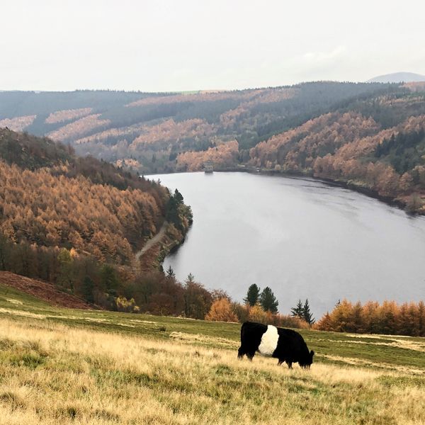 Derwent cows Oct.JPG