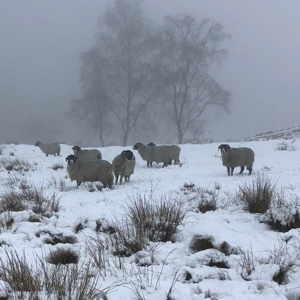 sheep snow banner Jan.jpg