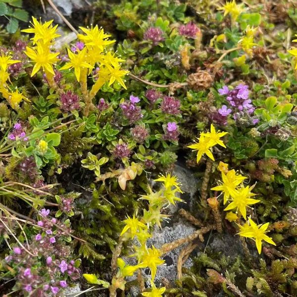 Foraging and Wildflowers.jpg