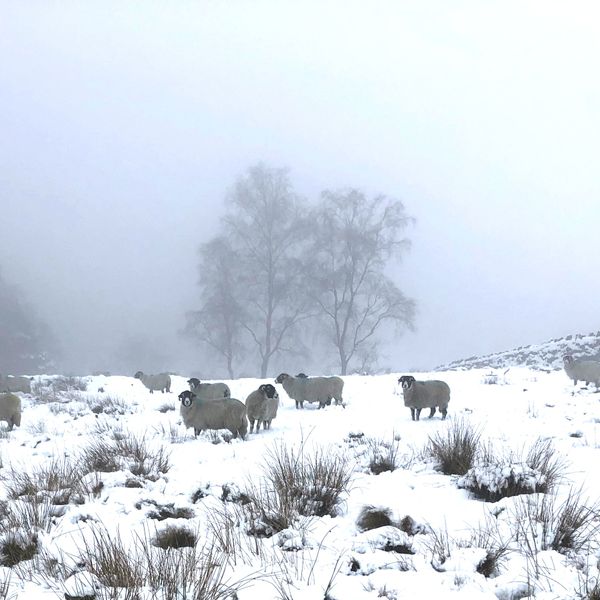 sheep snow brightened.jpg