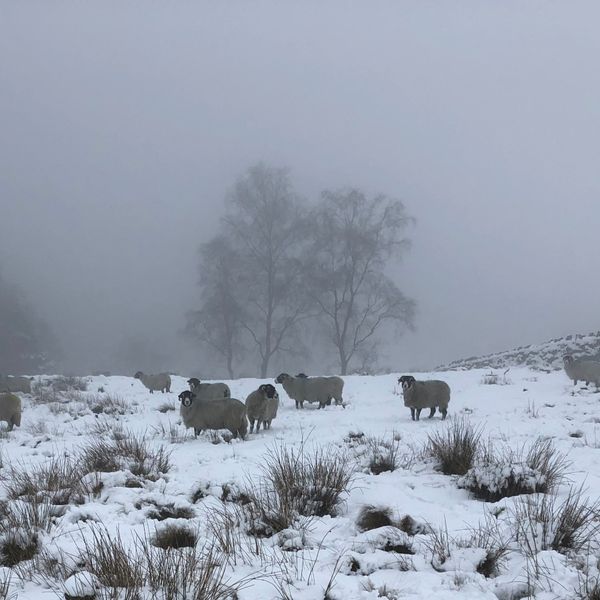 sheep snow Jan.jpeg