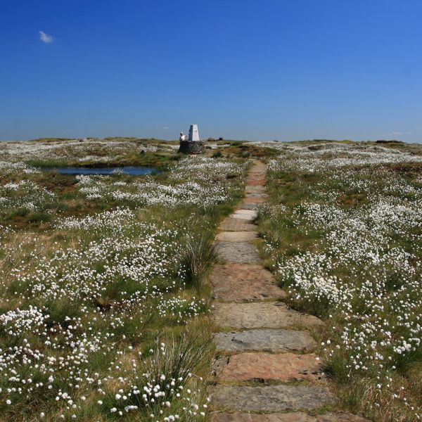 Black Hill cotton grass.jpg
