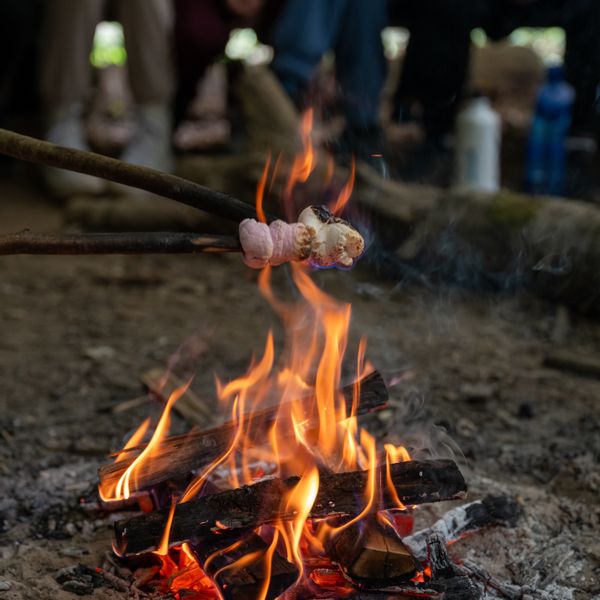 Wild Survivors activity 2